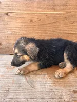 Female, a female German Shepherd Dog for sale in Texarkana, AR – 3 of 6