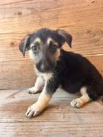 Female, a female German Shepherd Dog for sale in Texarkana, AR – 2 of 6