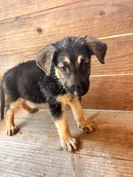 Female, a female German Shepherd Dog for sale in Texarkana, AR – 1 of 6
