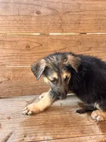 Female, a female German Shepherd Dog for sale in Texarkana, AR – 5 of 6