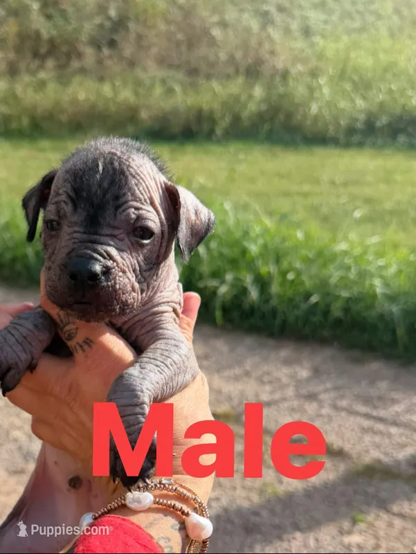Pablo – Xoloitzcuintli puppy for sale in New Haven, KY