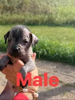 Pablo, a male Xoloitzcuintli for sale in New Haven, KY – 1 of 1