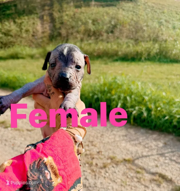 Zolah  – Xoloitzcuintli puppy for sale in New Haven, KY