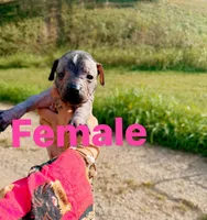 Zolah , a female Xoloitzcuintli for sale in New Haven, KY – 1 of 1