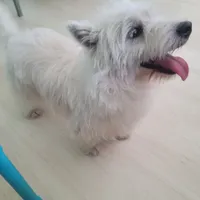 Blue, a male West Highland White Terrier for sale in Twin City, GA – Photo 1 of 2