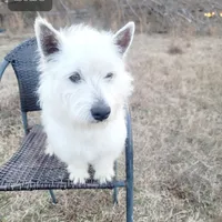Blue, a male West Highland White Terrier for sale in Twin City, GA – Photo 2 of 2