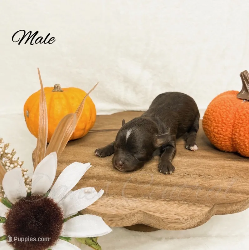 Lord Bentley – Chihuahua puppy for sale in Bowlus, MN