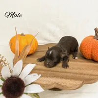 Lord Bentley, a male Chihuahua for sale in Bowlus, MN – 1 of 1