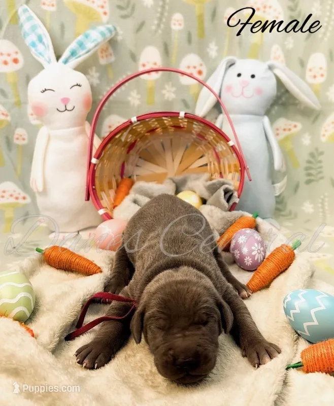 Stormi – Great Dane puppy for sale in Bowlus, MN