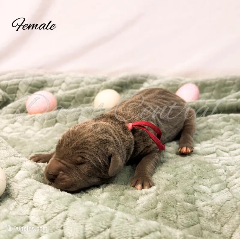 Stormi – Great Dane puppy for sale in Bowlus, MN