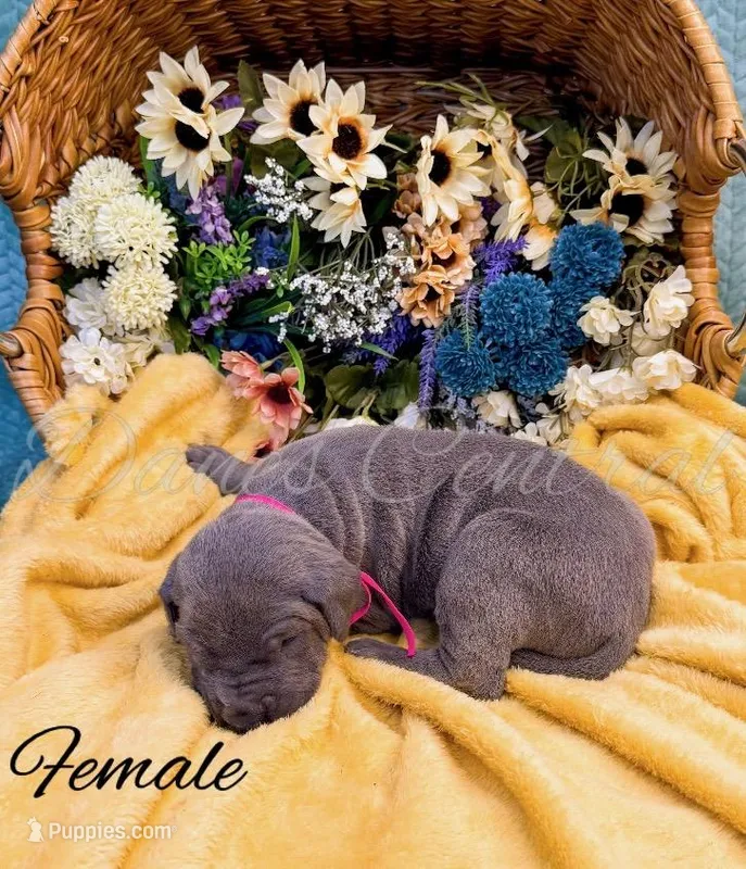 Stormi – Great Dane puppy for sale in Bowlus, MN