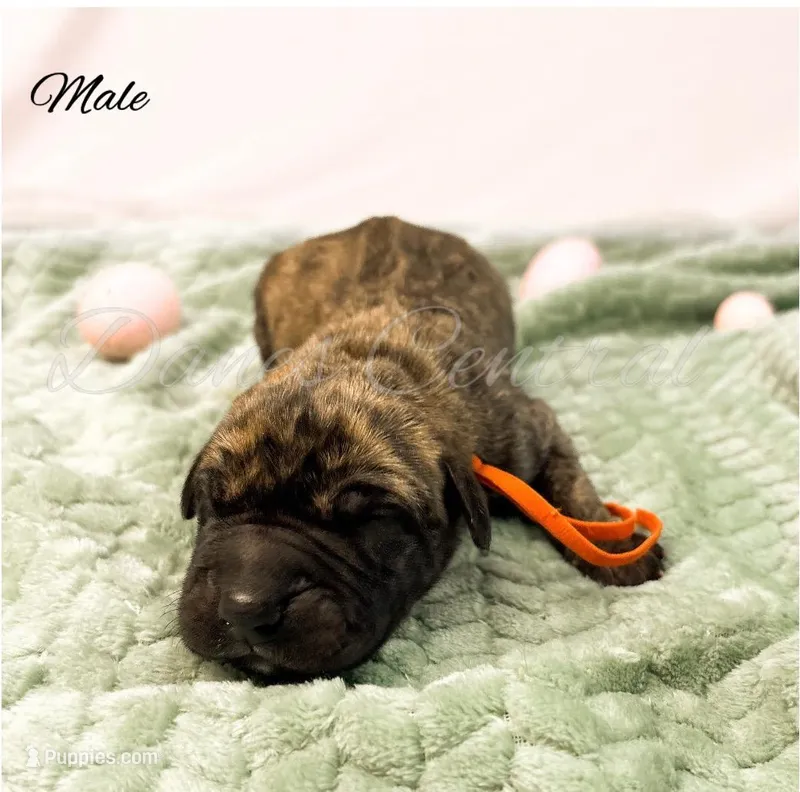 Maverick – Great Dane puppy for sale in Bowlus, MN