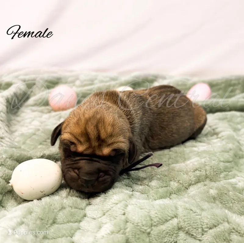 Daisy Mae – Great Dane puppy for sale in Bowlus, MN