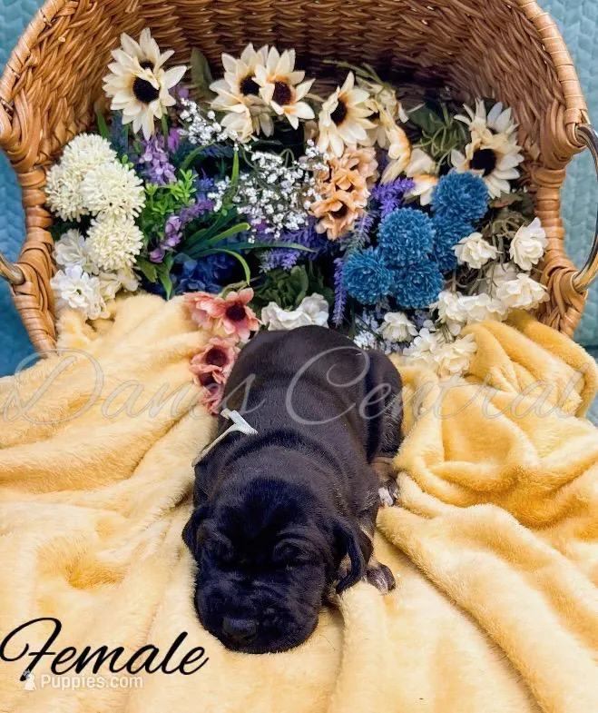 Raven – Great Dane puppy for sale in Bowlus, MN