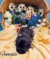 Raven, a female Great Dane for sale in Bowlus, MN – 4 of 6