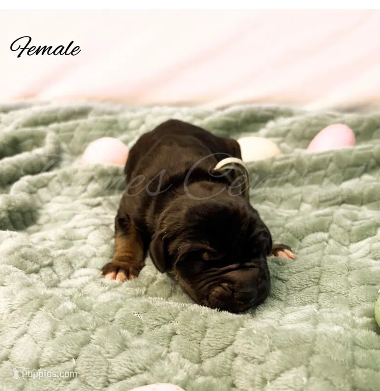 Raven – Great Dane puppy for sale in Bowlus, MN