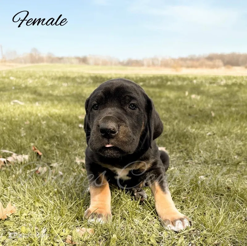 Raven – Great Dane puppy for sale in Bowlus, MN
