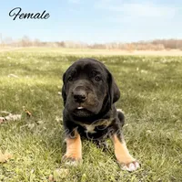 Raven, a female Great Dane for sale in Bowlus, MN – 2 of 6