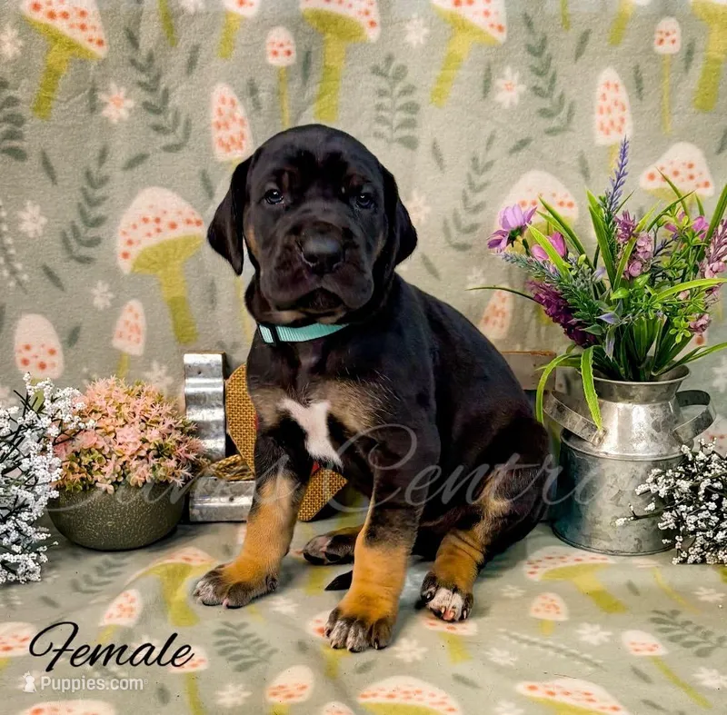 Raven – Great Dane puppy for sale in Bowlus, MN