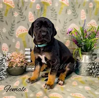 Raven, a female Great Dane for sale in Bowlus, MN – 3 of 6