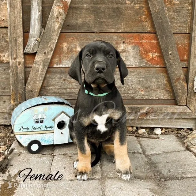 Raven – Great Dane puppy for sale in Bowlus, MN