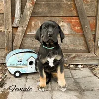 Raven, a female Great Dane for sale in Bowlus, MN – 1 of 6
