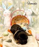 Raven, a female Great Dane for sale in Bowlus, MN – Photo 1 of 2