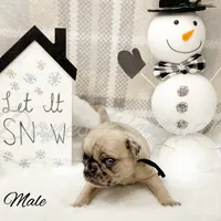 Frankie, a male Pug for sale in Bowlus, MN – Photo 8 of 10