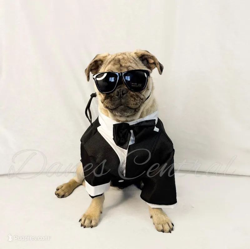 Frankie – Pug puppy for sale in Bowlus, MN