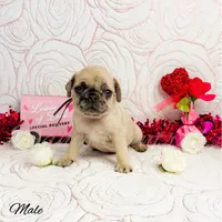 Frankie, a male Pug for sale in Bowlus, MN – Photo 5 of 10