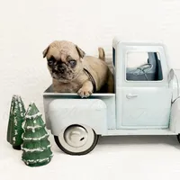 Frankie, a male Pug for sale in Bowlus, MN – Photo 7 of 10