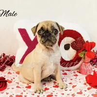 Frankie, a male Pug for sale in Bowlus, MN – Photo 1 of 10