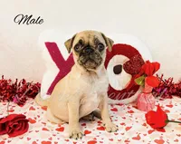 Frankie, a male Pug for sale in Bowlus, MN – Photo 1 of 10