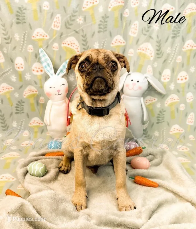 Frankie – Pug puppy for sale in Bowlus, MN