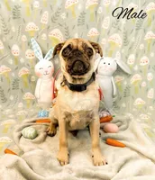 Frankie, a male Pug for sale in Bowlus, MN – Photo 1 of 9