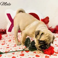 Frankie, a male Pug for sale in Bowlus, MN – Photo 2 of 10