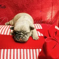 Frankie, a male Pug for sale in Bowlus, MN – Photo 10 of 10