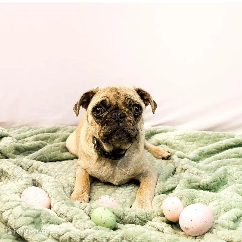 Frankie – Pug puppy for sale in Bowlus, MN