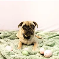 Frankie, a male Pug for sale in Bowlus, MN – Photo 2 of 9