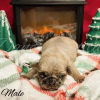 Frankie, a male Pug for sale in Bowlus, MN – Photo 9 of 10