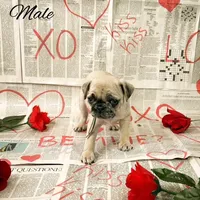 Frankie, a male Pug for sale in Bowlus, MN – Photo 4 of 10