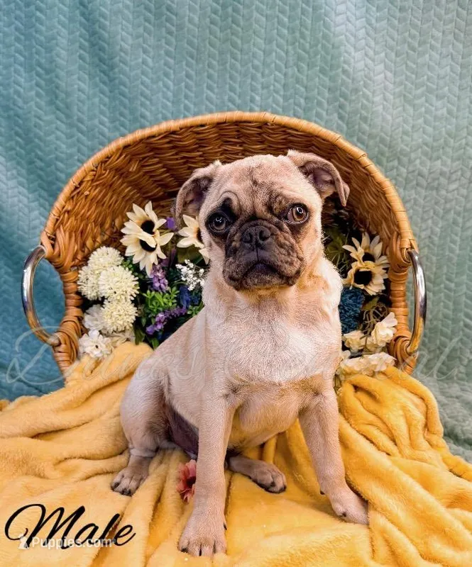 Frankie – Pug puppy for sale in Bowlus, MN