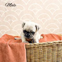 Frankie, a male Pug for sale in Bowlus, MN – Photo 6 of 10