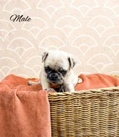 processed/1c42edf1-b010-49d0-a6aa-bb801034c7db/listing/1bce819c-845d-42b9-803f-5fccd593db0f/ea66e290-93e6-450b-ab55-cffd06a8e3f1