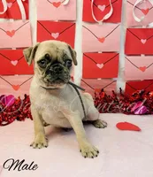 Frankie, a male Pug for sale in Bowlus, MN – Photo 3 of 10