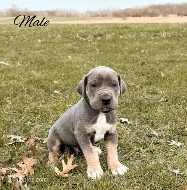 Capone – Great Dane puppy for sale in Bowlus, MN