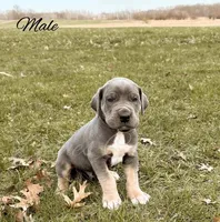 Capone, a male Great Dane for sale in Bowlus, MN – 1 of 5