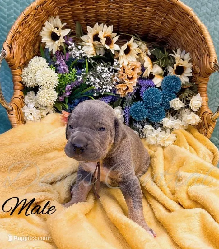 Capone – Great Dane puppy for sale in Bowlus, MN