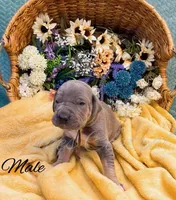 Capone, a male Great Dane for sale in Bowlus, MN – 3 of 5
