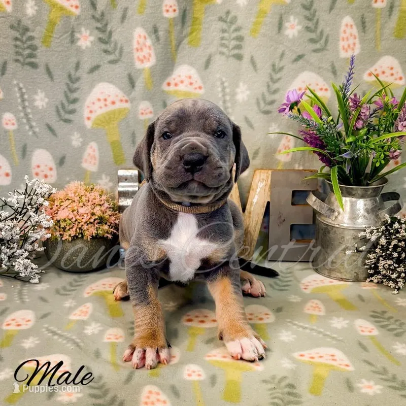 Capone – Great Dane puppy for sale in Bowlus, MN